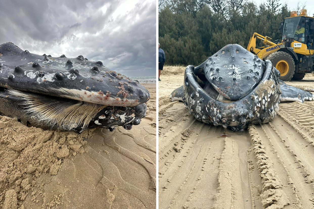 Detail on washed up whale exposes ‘distressing’ theory