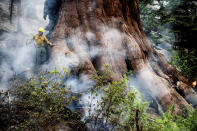 A firefighter protects a sequoia tree as the Washburn Fire burns in Mariposa Grove in Yosemite National Park, Calif., on Friday, July 8, 2022. (AP Photo/Noah Berger)