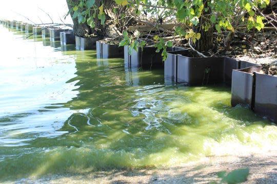 Scientists expect western Lake Erie's 2020 harmful algal blooms (HAB) to reach 4.5 on the NOAA severity index. In 2019, Lake Erie's harmful algal bloom rated 7.3 on a severity index of 1-10, with the algae stretching to Magee Marsh's wildlife area, pictured here.