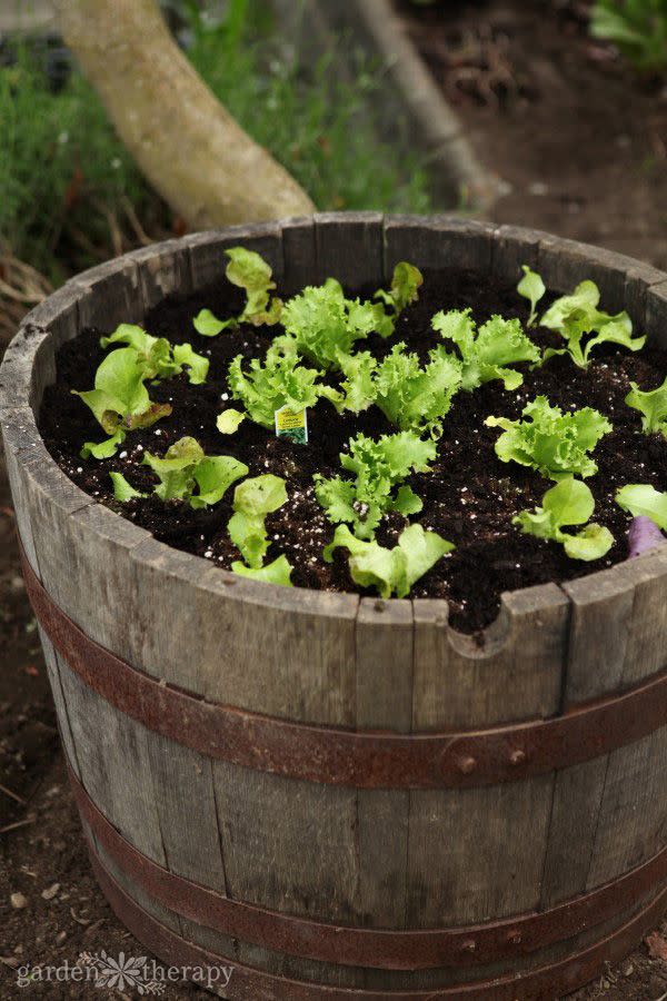 raised bed ideas wine barrel