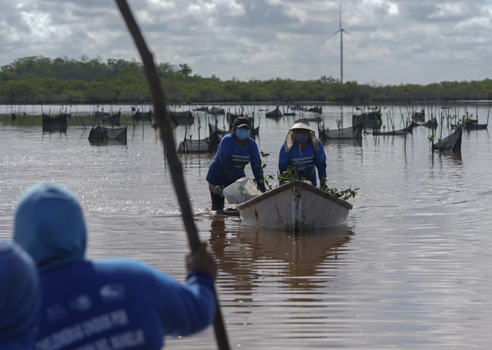 Women push a boat filled with mangrove seedlings as part of a seasonal restoration project, near Progreso, in Mexico’s Yucatan Peninsula, Wednesday, Oct. 6, 2021. “The happiest day is when our plants take,” said the 41-year-old leader of the women who now are paid $15 a day and take pride in putting their “grain of sand” into the planet's well-being. (AP Photo/Eduardo Verdugo)