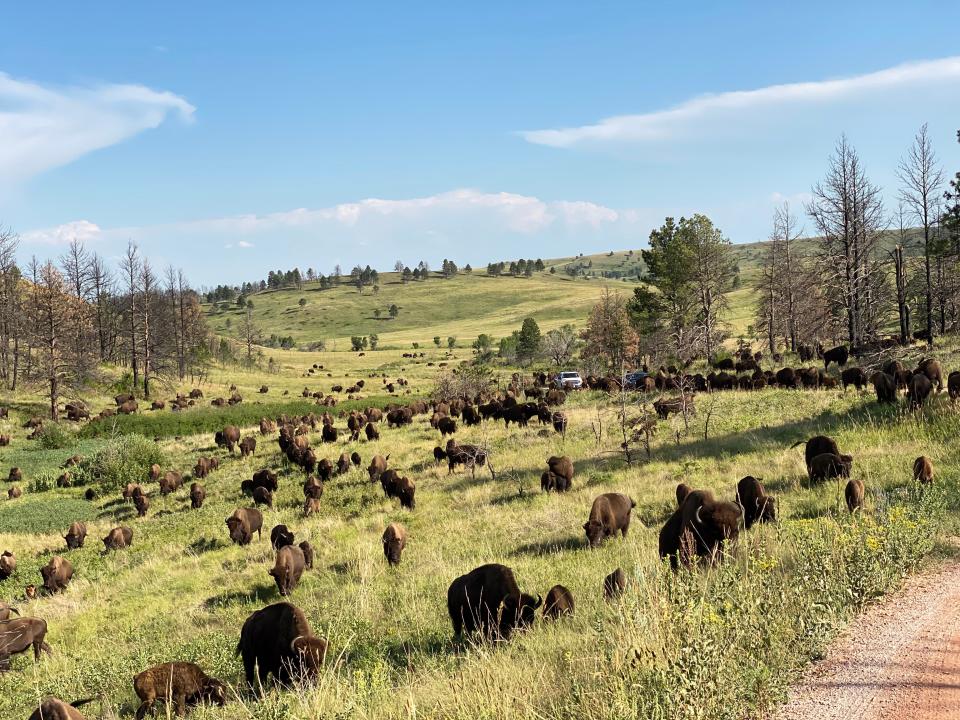 Hundreds of buffalo grazing in hills.