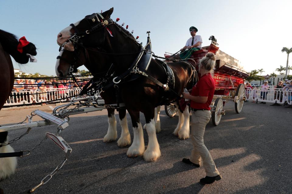 The Budweiser Clydesdales at an appearance at Bell Tower in Fort Myers, Florida, in February. The horses will visit Stark County for the 2023 Pro Football Hall of Fame Enshrinement Festival.