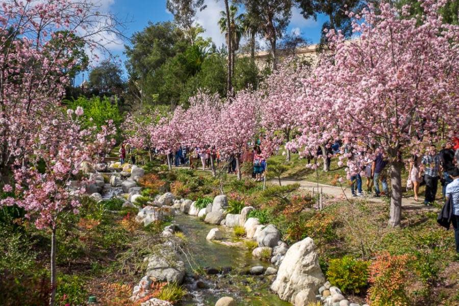 Festival de Cherry Blossom en el Jardín Japonés en Balboa Park está de regreso 
