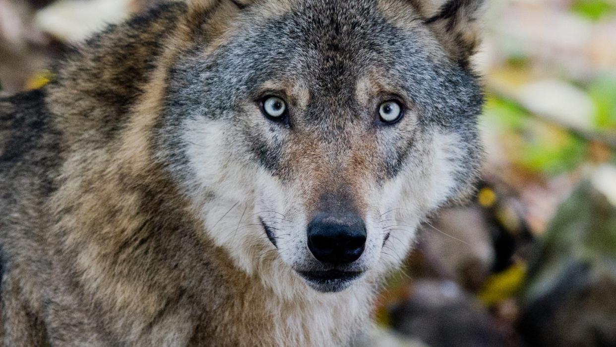 In Polen leben geschätzt etwa 1400 Wölfe. Foto: Julian Stratenschulte