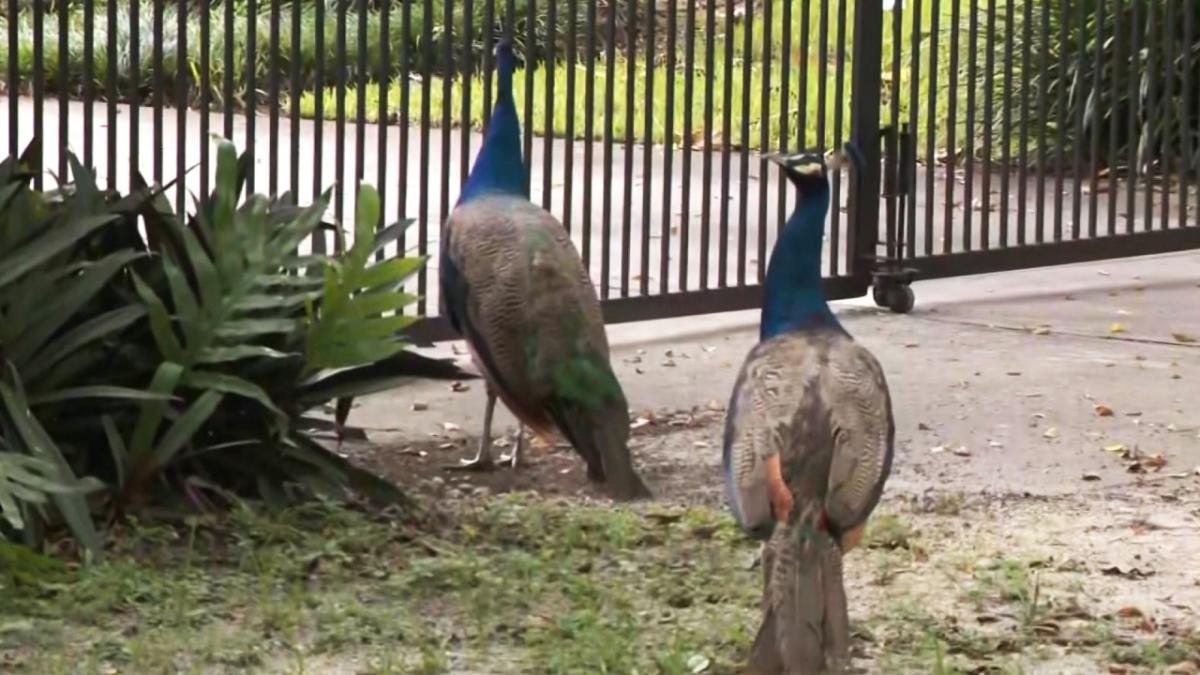 Florida man to give vasectomies to peacocks