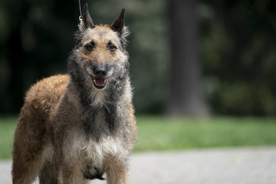 A Belgian laekenois is presented for journalists during a news conference, Tuesday, June 8, 2021, in Tarrytown, N.Y., at the Lyndhurst Estate where the 145th Annual Westminster Kennel Club Dog Show will be held outdoors, (AP Photo/John Minchillo)