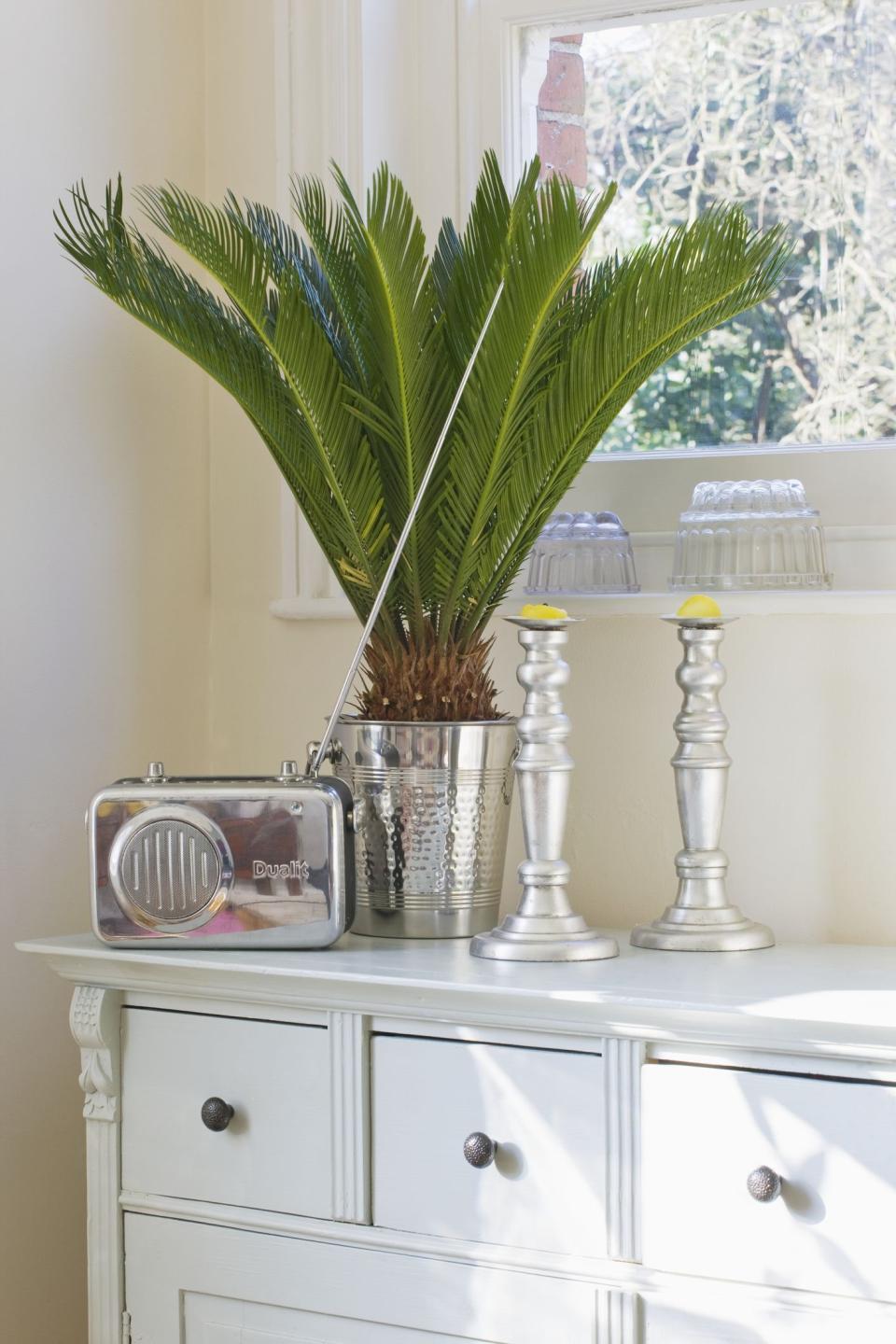 Japanese Sago Palm