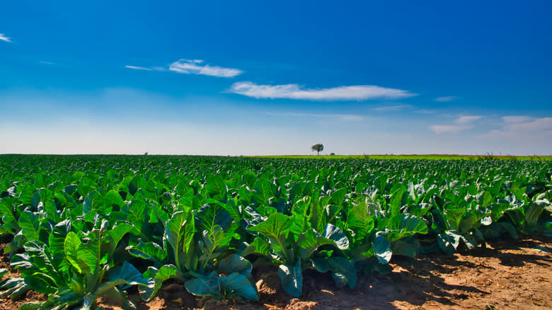 cauliflower field and blue sky