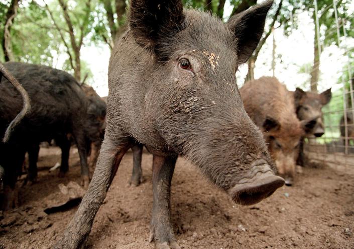 خوک‌های وحشی در حال حاضر در ایالت‌های جنوبی ایالات متحده یک مزاحم هستند، اما «خوک‌های فوق‌العاده»  از کانادا می تواند از شمال حمله کند.