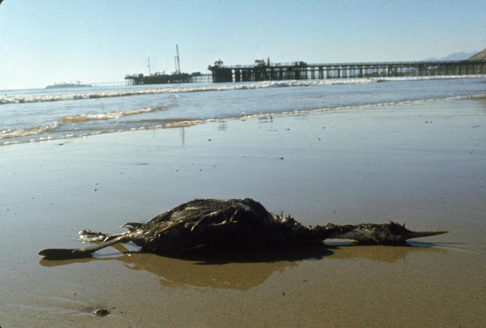 A seabird dead from oil slick, near Santa Barbara, Calif., in February 1969 | Vernon Merritt—The LIFE Picture Collection / Getty Images