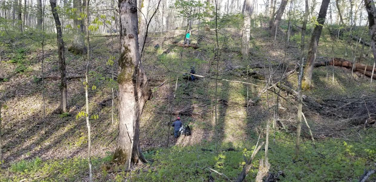 Workers participate in a garlic mustard pull at Haskell Noyes Woods State Natural Area in the Kettle Moraine State Forest – Northern Unit in 2021.