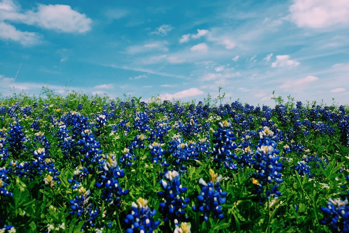 Blue skies and flowers herald the vernal equinox  (Roberta Gullien/Unsplash)