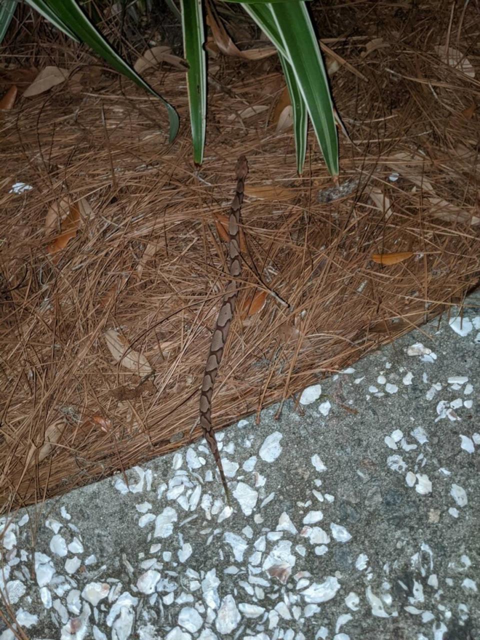 Susan Conlin O’Neil snapped this photo of the copperhead snake that bit her on May 5. She then went to the hospital for treatment.