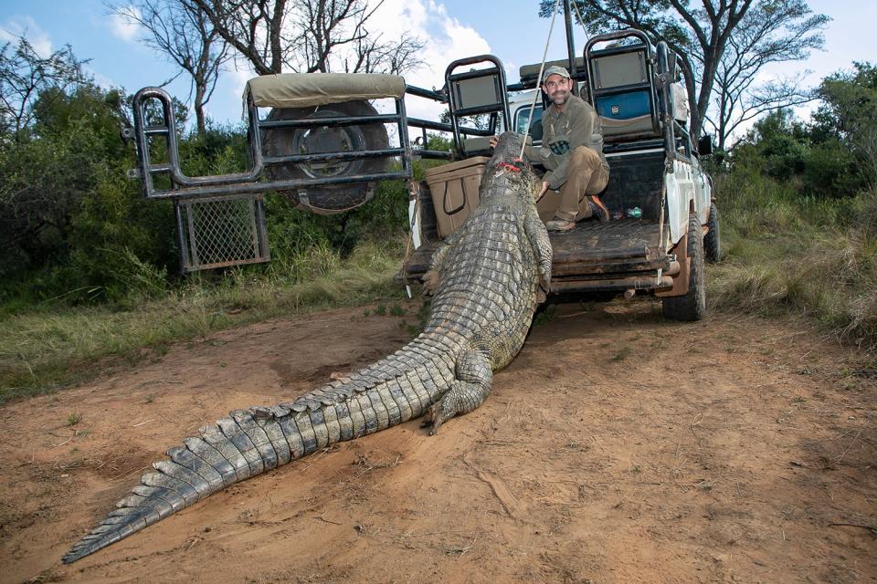 winching crocodile onto back of truck