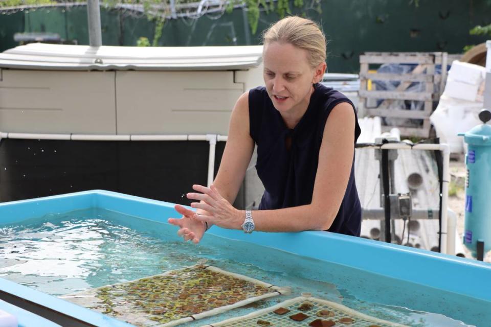 Keri O’Neil, O’Neil, director and senior scientist for the Coral Conservation Program at the Florida Aquarium, shows coral fragments that are growing in outdoor tanks at Rosenstiel School of Marine and Atmospheric Science at the University of Miami. 