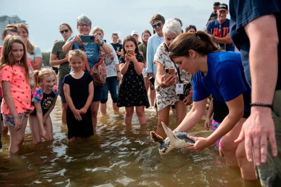 A rehabilitated Kemp’s Ridley sea turtle is released into the Mississippi Sound in Biloxi on Thursday, April 18, 2024.