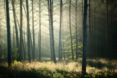 The Paimpont Forest - Credit: getty