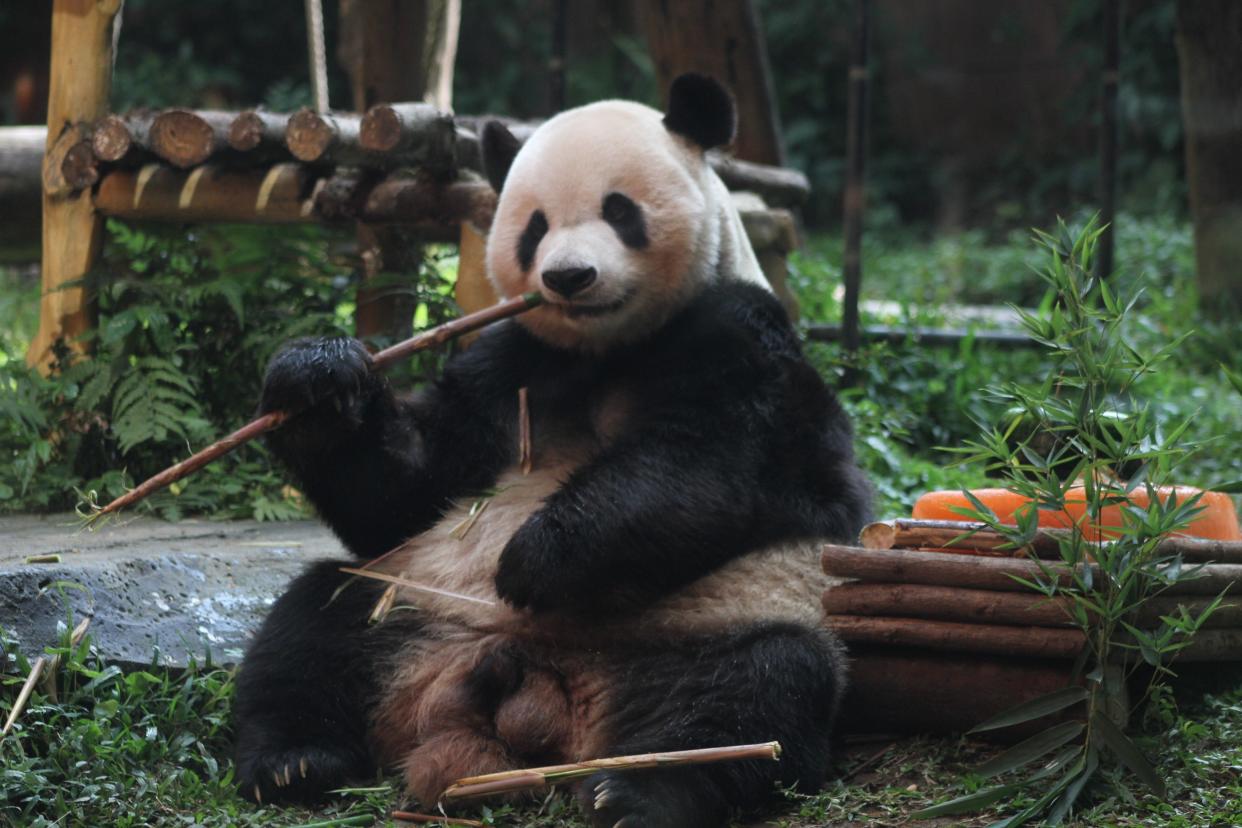 A giant from southwest China's Sichuan Province living in Bogor, Indonesia.
