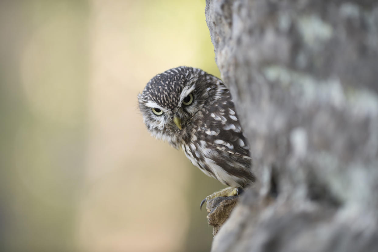 Der Steinkauz ist hervorragend getarnt (Bild: ddp images)