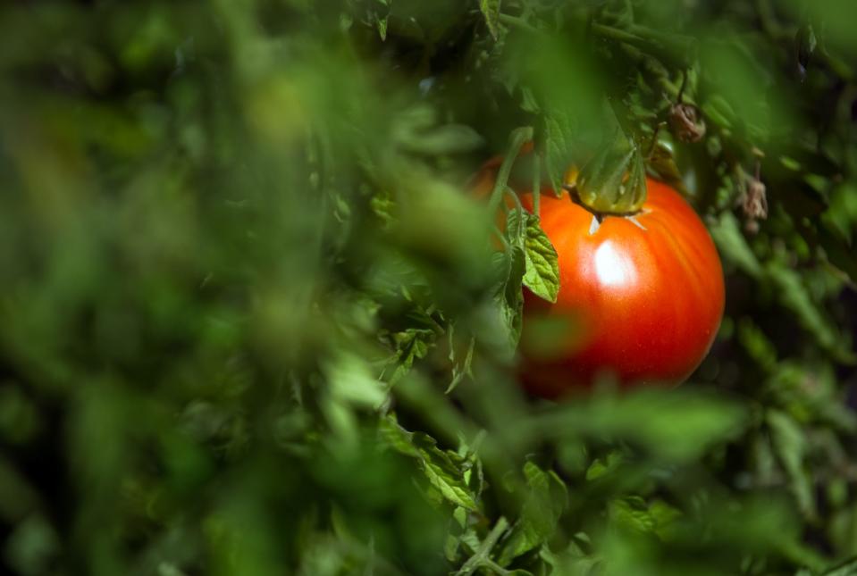 A tomato grows the vegetable garden in the patio of Pietro's restaurant in Lodi on Jul. 27, 2011.