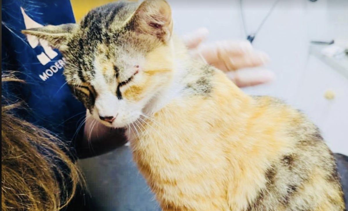 Abu Dhabi animal lovers work to rescue dozens of cats left in desert