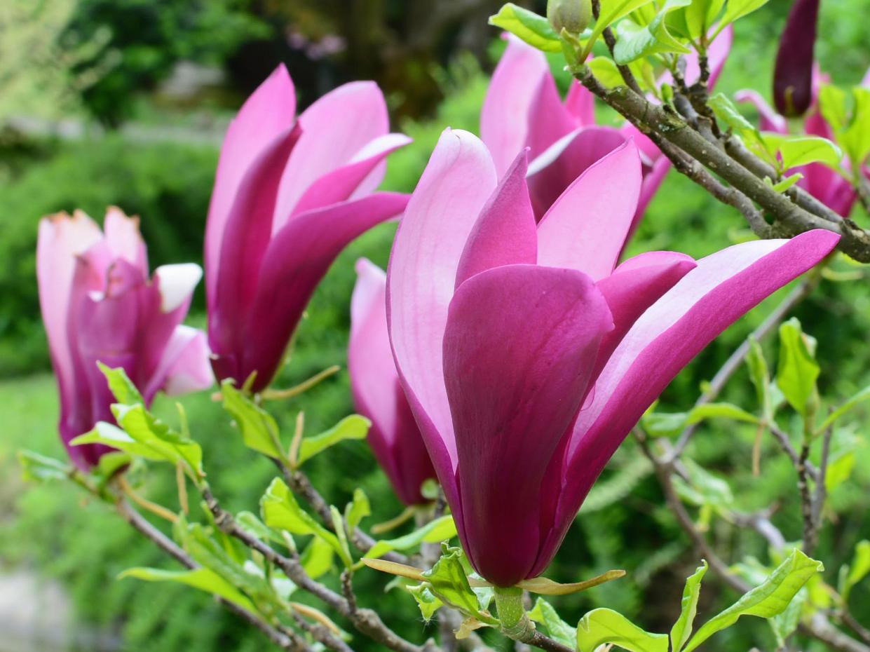 Magnolia is one of the easiest ornamental trees to grow.