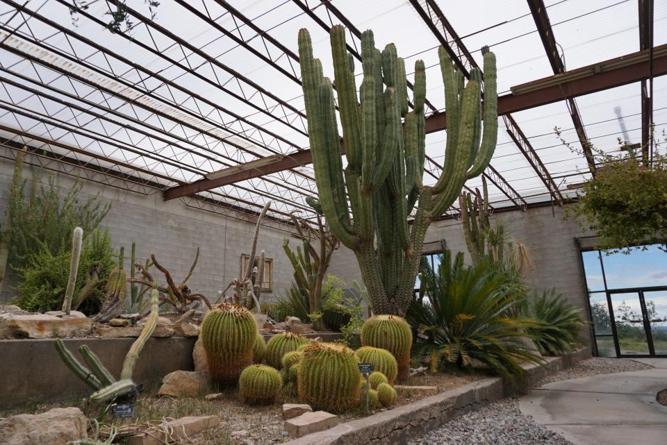 The Carlsbad Horticulture Society helps care for the cactuses at the Succulents of the World greenhouse in the Living Desert Zoo & Gardens, in Carlsbad, New Mexico.