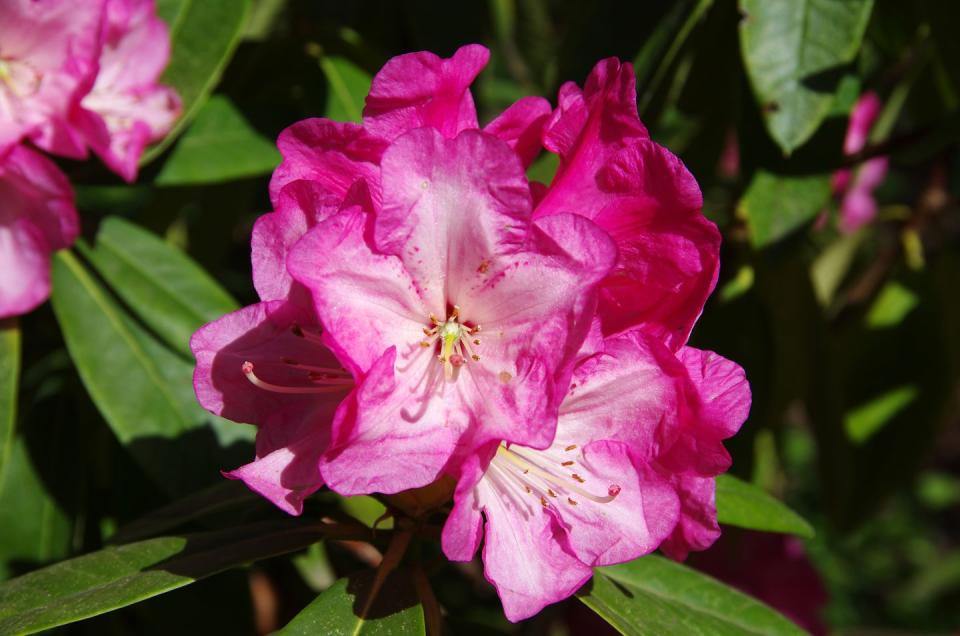 15. Rhododendron - West Virginia