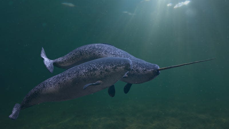 The tooth sprouts right through the narwhal’s lip.