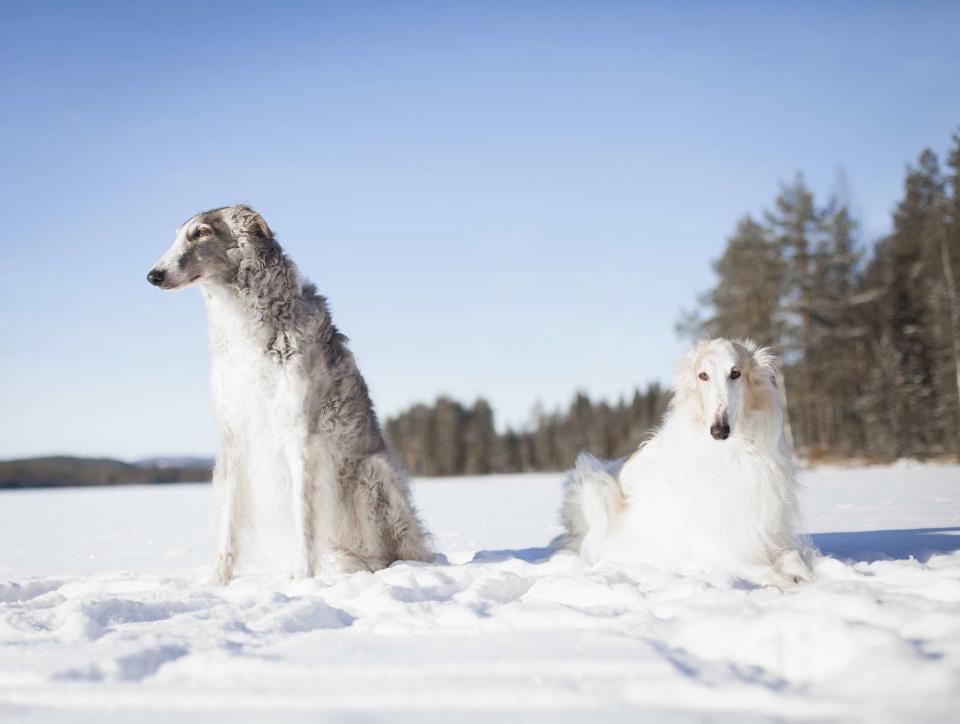 <p>Isabella Sthl / Getty Images</p>