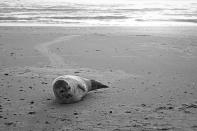 January 28: Lazy At The Beach by Hänsel & Gretel. We found this baby seal at the beach of Blåvand, Denmark. After taking a photo we walked on because we did not want to disturb the seal. Unfortunately, we observed from further distance that groups of people came very close to the animal.