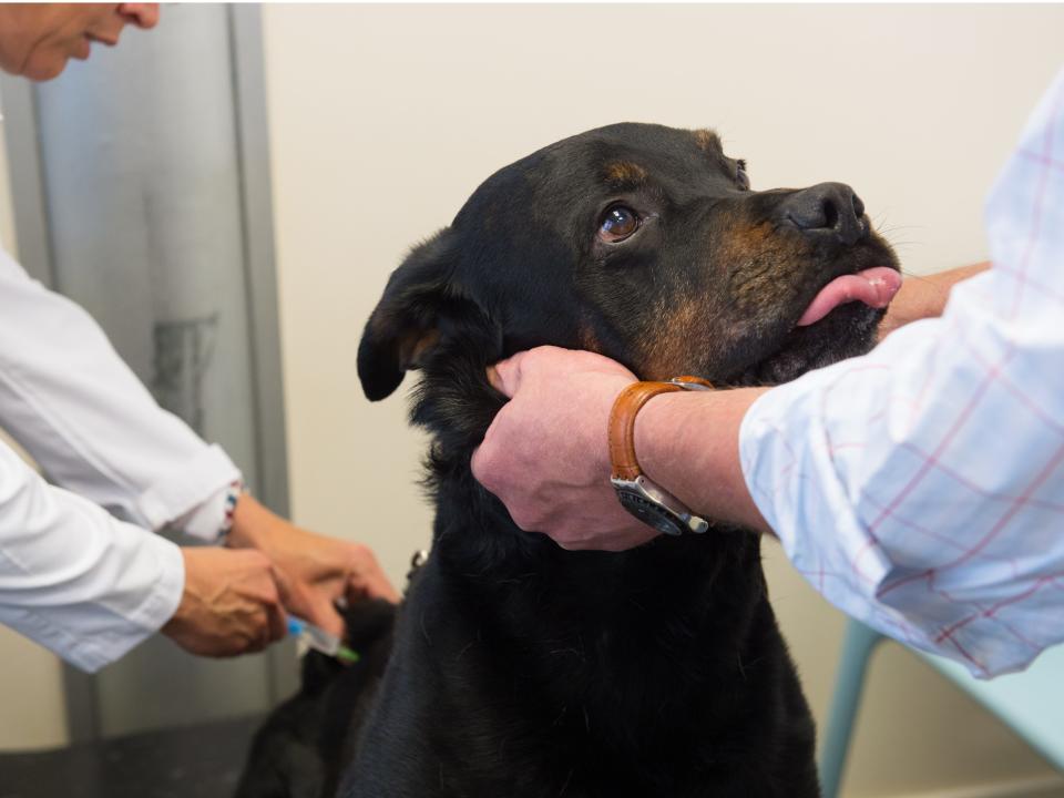 dog shots at the vet