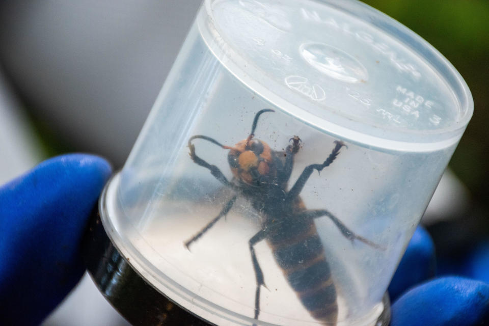 A captured murder hornet is seen after being removed from a nest on August 25, 2021. / Credit: The Washington State Department of Agriculture