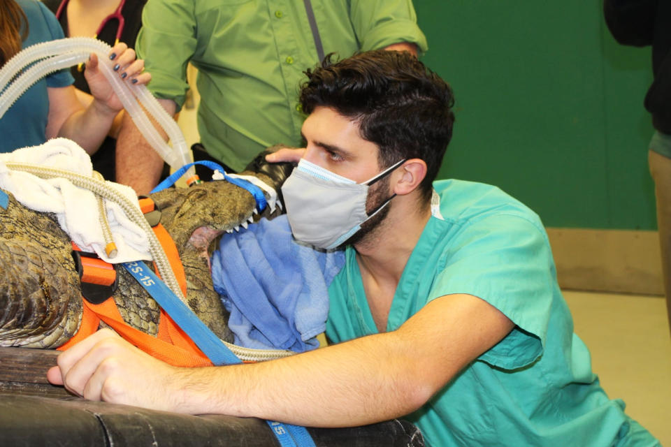 Garrett Fraess, zoo medicine resident at the University of Florida College of Veterinary Medicine, reaches into the esophagus of Anuket, a gator, to try to remove a show lodged in her stomach on Feb. 5, 2021. (University of Floria College of Veterinary Medicine)