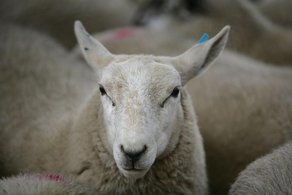 Sheep can be impacted by the disease (Christopher Furlong/Getty Images)