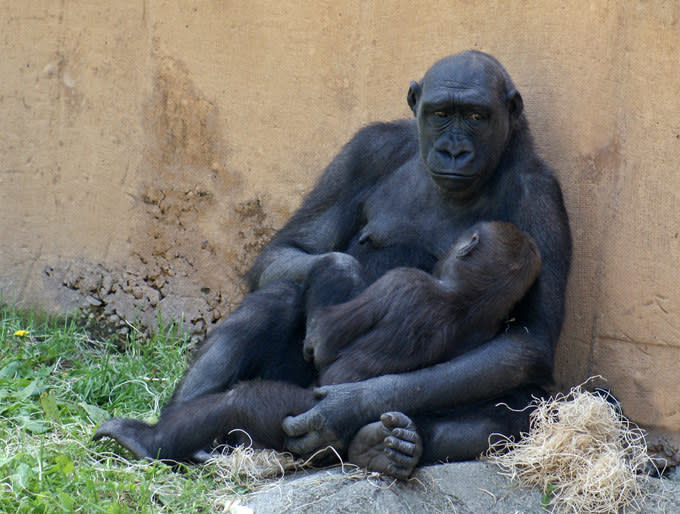 A gorilla sitting on the grass with a baby gorilla