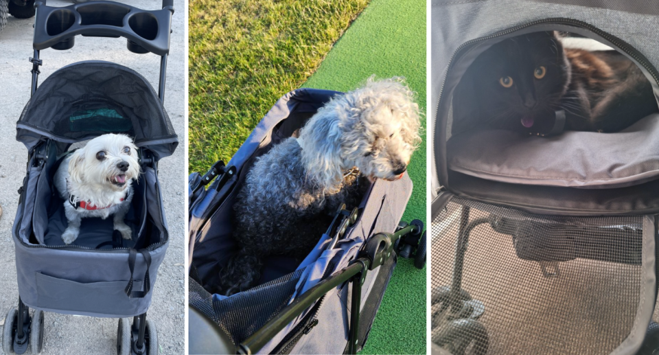 A wide dog in a stroller (left), a gray poodle (center) and a cat (right).