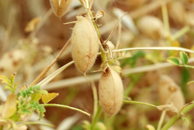 <p>SafakOguz / Getty Images</p> Dried chickpea pods close to harvest harvest