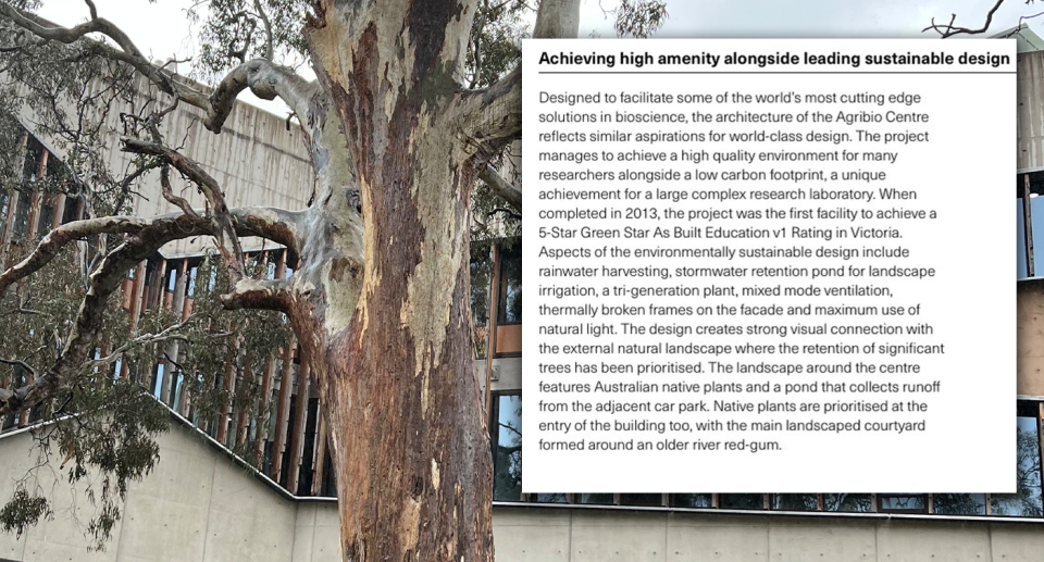 Background - the tree against the building. Inset - the architectural brief.