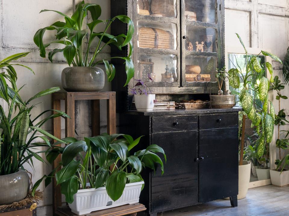 plants filling a room with hammock and window to the left