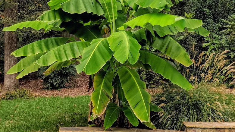 Musa basjoo banana plant