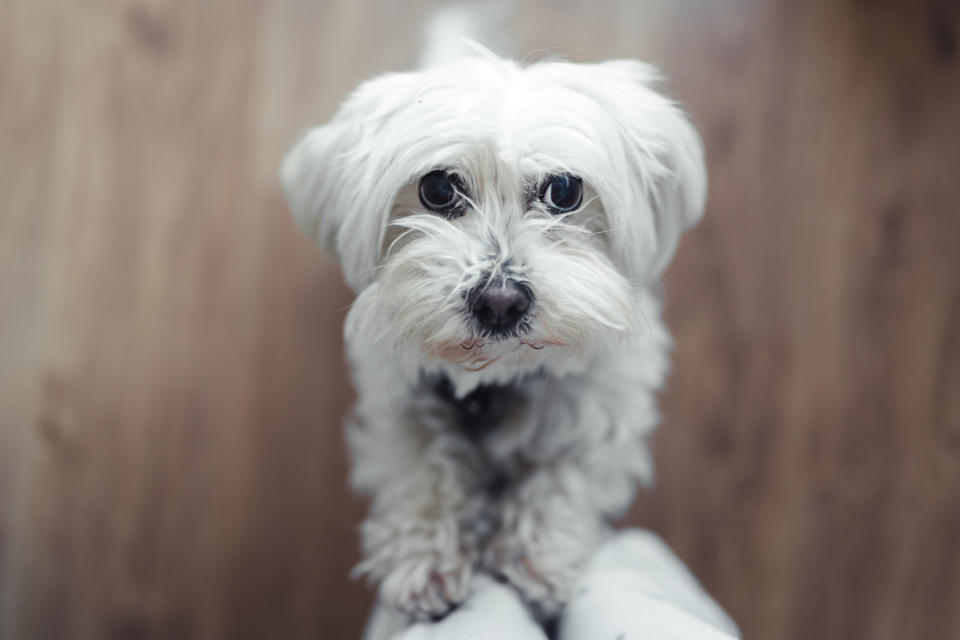 Mit stolzen 22 Jahren hat sich der Hund Gino einen Eintrag im Guinness Buch redlich verdient. (Symbolbild: Getty Images)