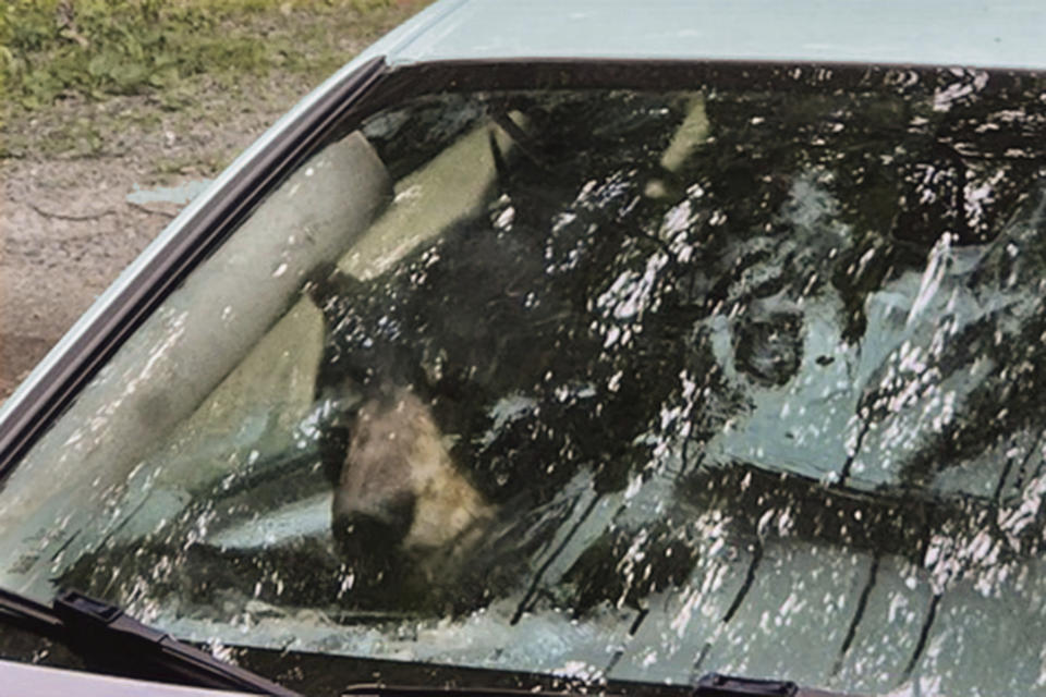A bear that broke into a car in Winsted, CT, is visible through the vehicle's front window in this July 15, 2024, photo. It turned out to be the first of three episodes involving bears in Connecticut over six days that were publicly reported by the state Department of Energy and Environmental Protection — another sign of the increasing black bear population in the state. (AP Photo)