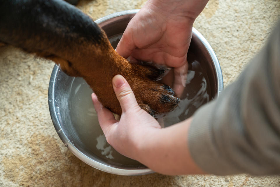 Rottweiler dog getting paws cleaned