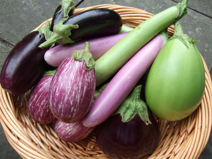 <div class="caption-credit"> Photo by: Sarah Kelsey</div><b>Eggplant</b> <br> High in heart healthy nutrients, eggplants are rich in antioxidants like nasunin (a unique compound that protects your brain cells from damage). And because eggplants are loaded with fiber and potassium, researchers believe they may reduce your risk of stroke and dementia. <br> <ul> <li> <a rel="nofollow noopener" href="http://wp.me/p1rIBL-1aw" target="_blank" data-ylk="slk:Top 5 Best Juicers For Under $300;elm:context_link;itc:0;sec:content-canvas" class="link ">Top 5 Best Juicers For Under $300</a> </li> </ul> <br>