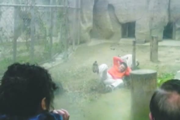 man-jumps-tiger-enclosure-tiger-zoo