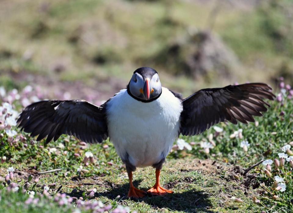 Western Telegraph: Puffins abound and entertain visitors to the island.