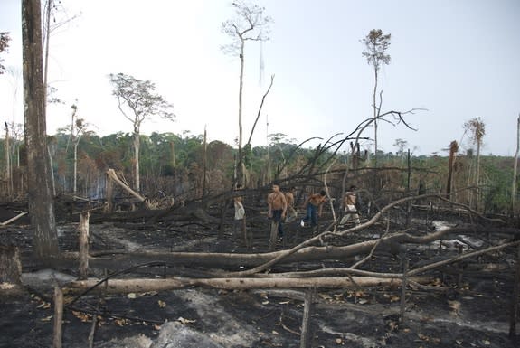 Members of the Awá tribe look over a deforested swatch of land. Illegal logging is increasingly encroaching on Awá territory.