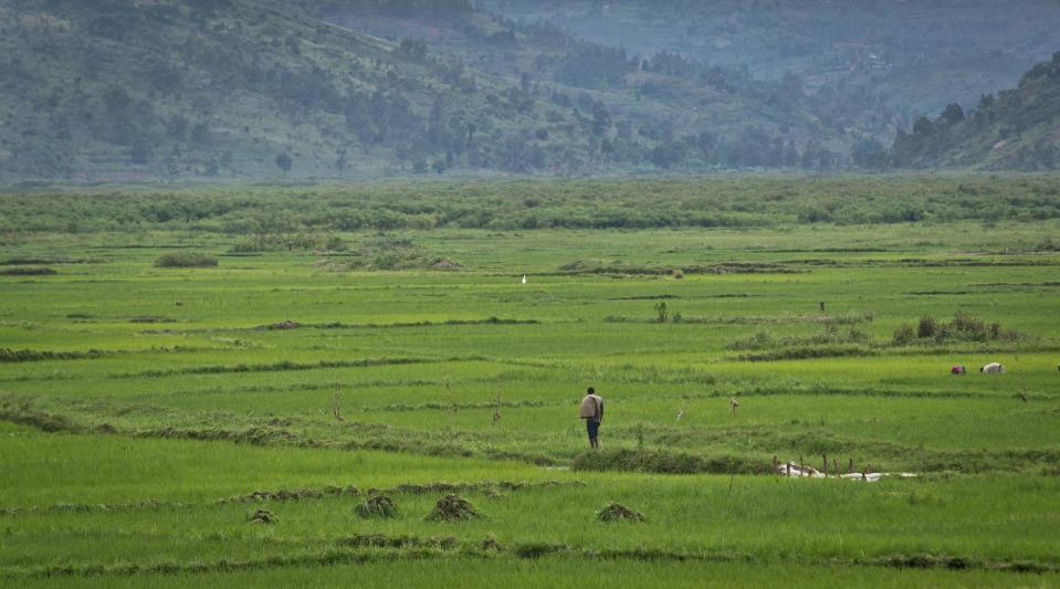 In this photo taken Thursday March 27, 2014, a man walks through rice paddies in a valley near Kirehe, eastern Rwanda. Rwandans gathered in Kirehe under spittles of rain Thursday to watch the arrival of a small flame, symbolic fire traveling the country as Rwanda prepares to mark 20 years since ethnic Hutu extremists killed neighbors, friends and family during a three-month rampage of violence aimed at ethnic Tutsis and some moderate Hutus, the death toll of which Rwanda puts at 1,000,050. (AP Photo/Ben Curtis)